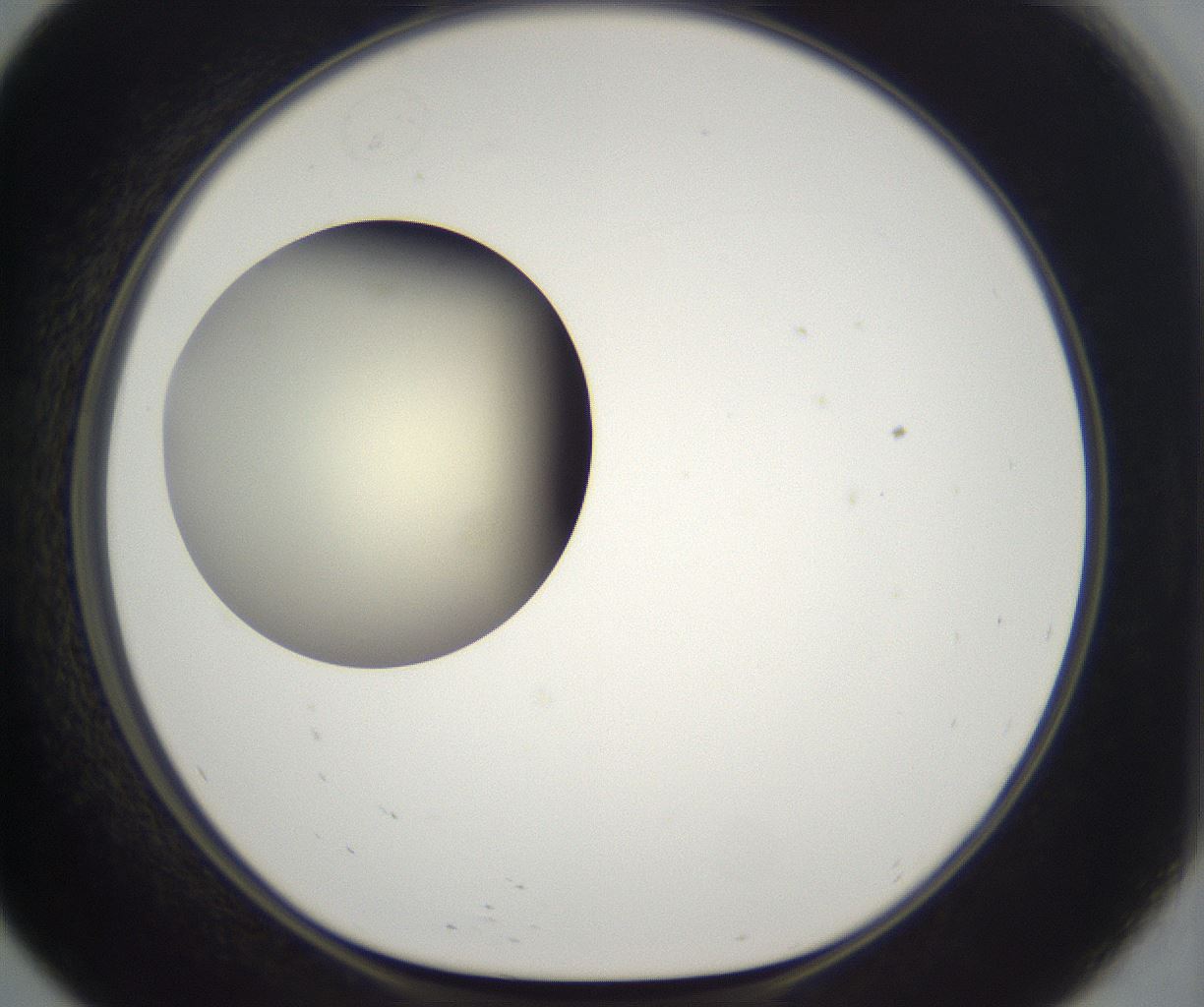 folderID197_plateID2197_batchID9967_wellNum57_profileID1_d1_r149135_ef.jpg