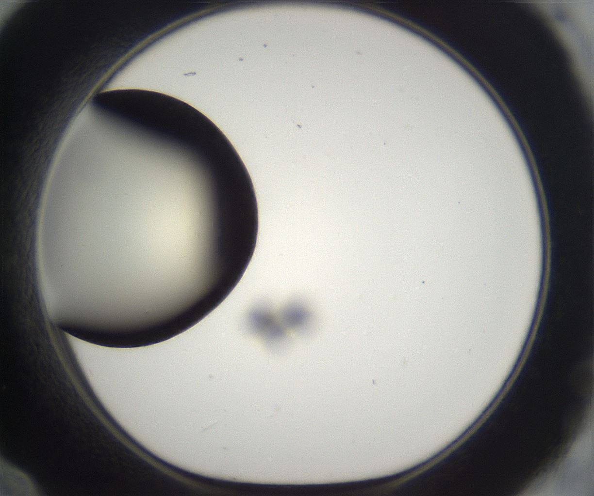 folderID197_plateID2197_batchID9967_wellNum60_profileID1_d1_r149138_ef.jpg