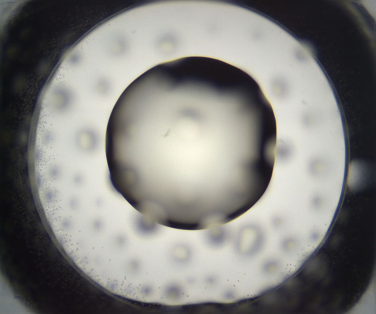 folderID197_plateID2197_batchID9967_wellNum61_profileID1_d1_r149139_ef.jpg