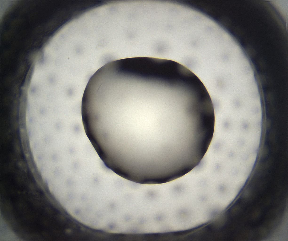 folderID197_plateID2197_batchID9967_wellNum63_profileID1_d1_r149141_ef.jpg