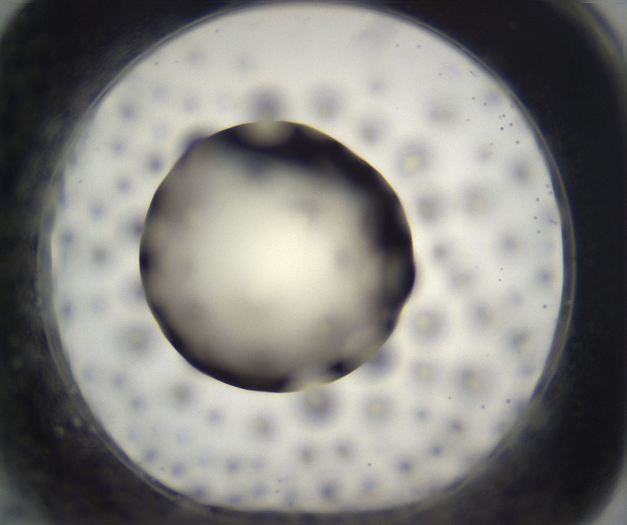 folderID197_plateID2197_batchID9967_wellNum64_profileID1_d1_r149142_ef.jpg