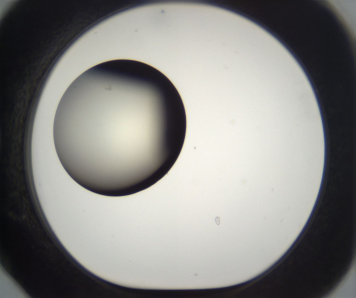 folderID197_plateID2197_batchID9967_wellNum78_profileID1_d1_r149156_ef.jpg