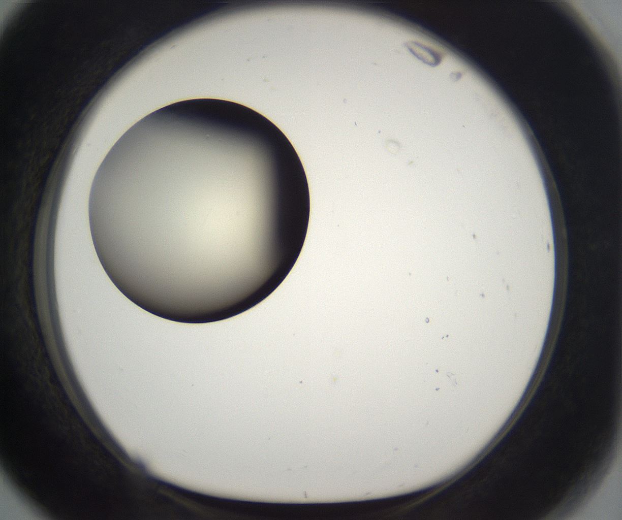 folderID197_plateID2197_batchID9967_wellNum80_profileID1_d1_r149158_ef.jpg