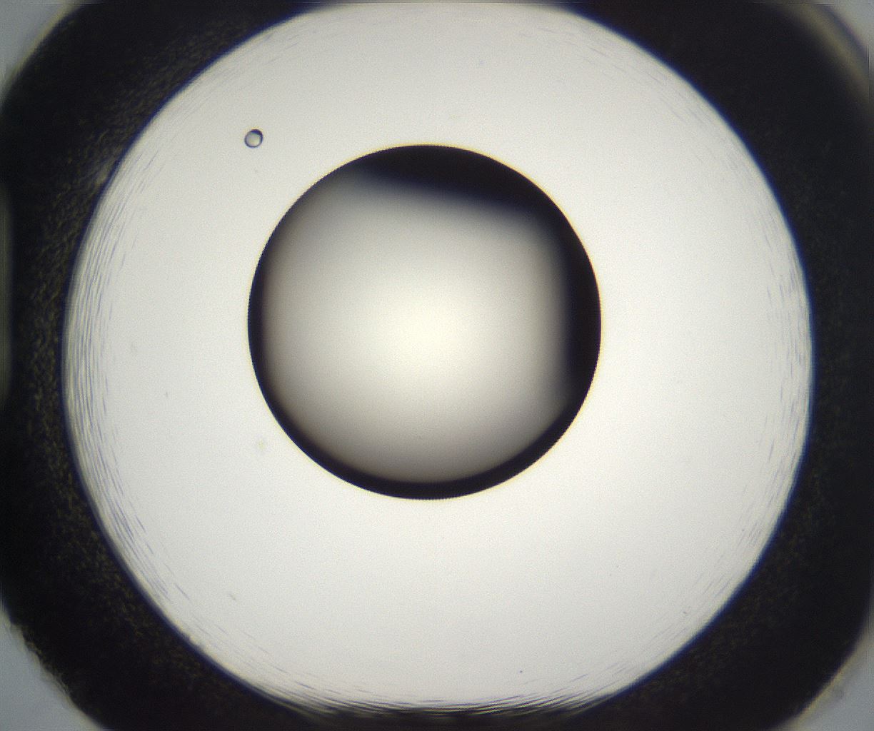 folderID197_plateID2197_batchID9967_wellNum86_profileID1_d1_r149164_ef.jpg