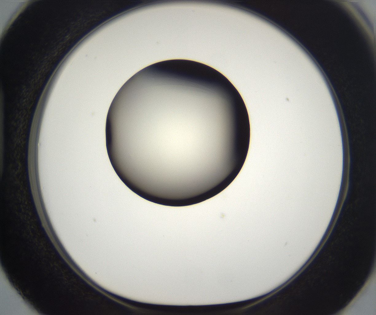 folderID197_plateID2197_batchID9967_wellNum87_profileID1_d1_r149165_ef.jpg