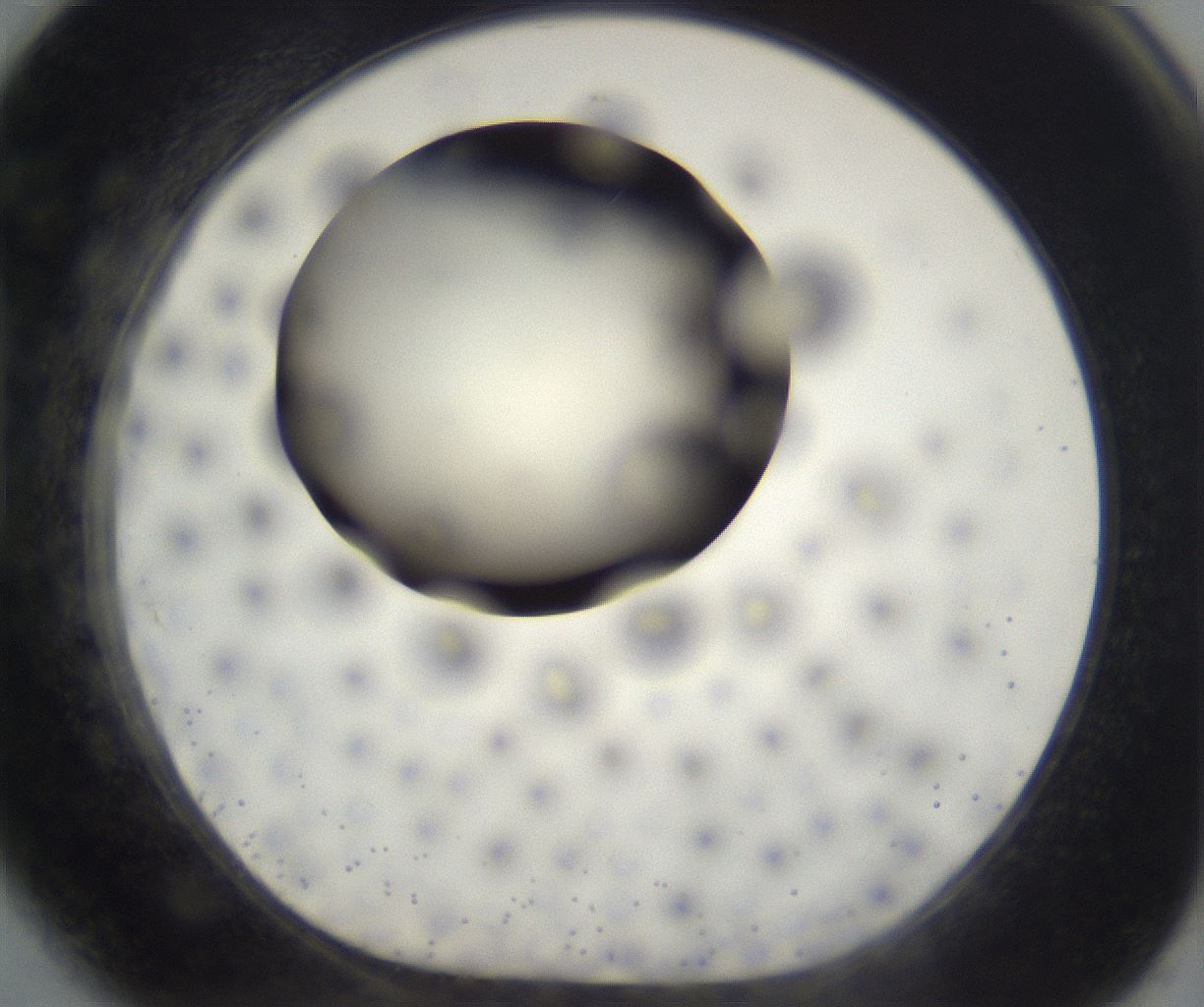 folderID197_plateID2197_batchID9967_wellNum89_profileID1_d1_r149167_ef.jpg