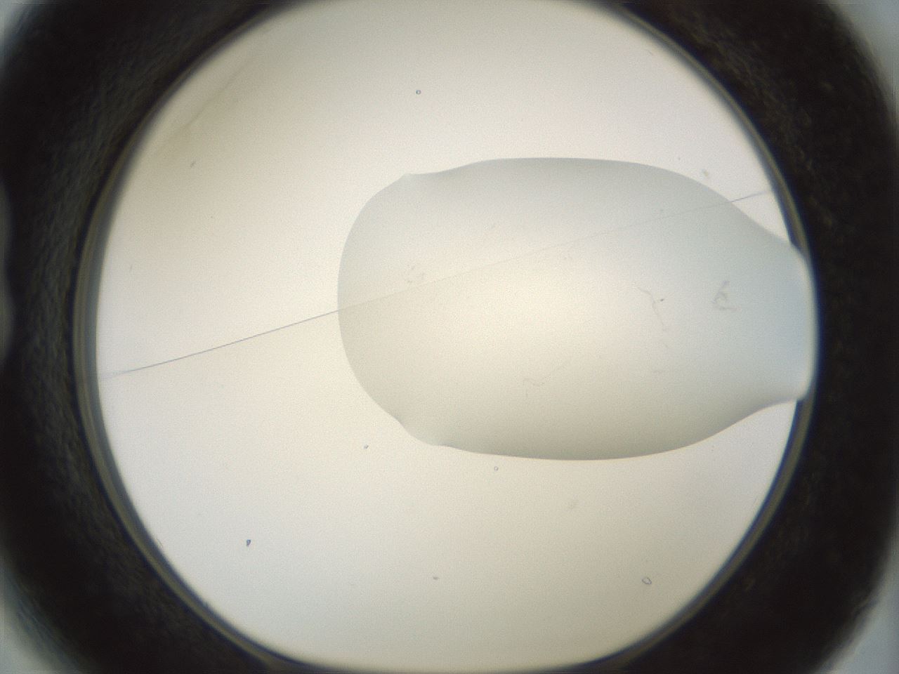 folderID198_plateID1198_batchID3489_wellNum13_profileID1_d1_r66091_ef.jpg