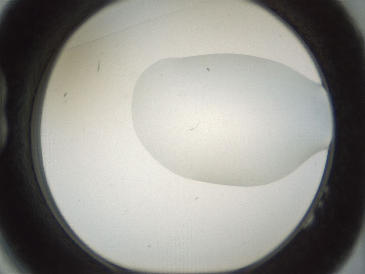 folderID198_plateID1198_batchID3489_wellNum14_profileID1_d1_r66092_ef.jpg