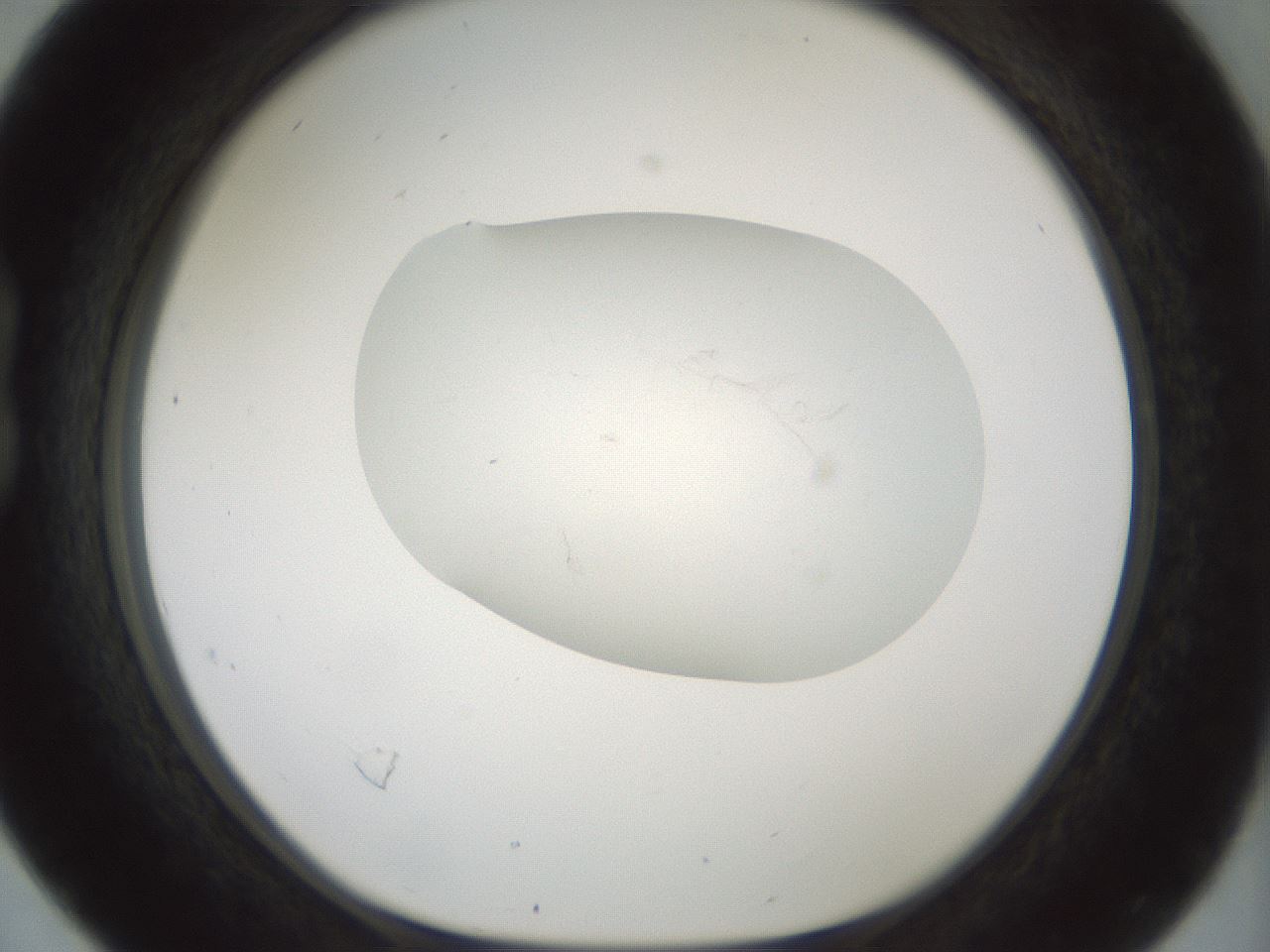 folderID198_plateID1198_batchID3489_wellNum16_profileID1_d1_r66094_ef.jpg