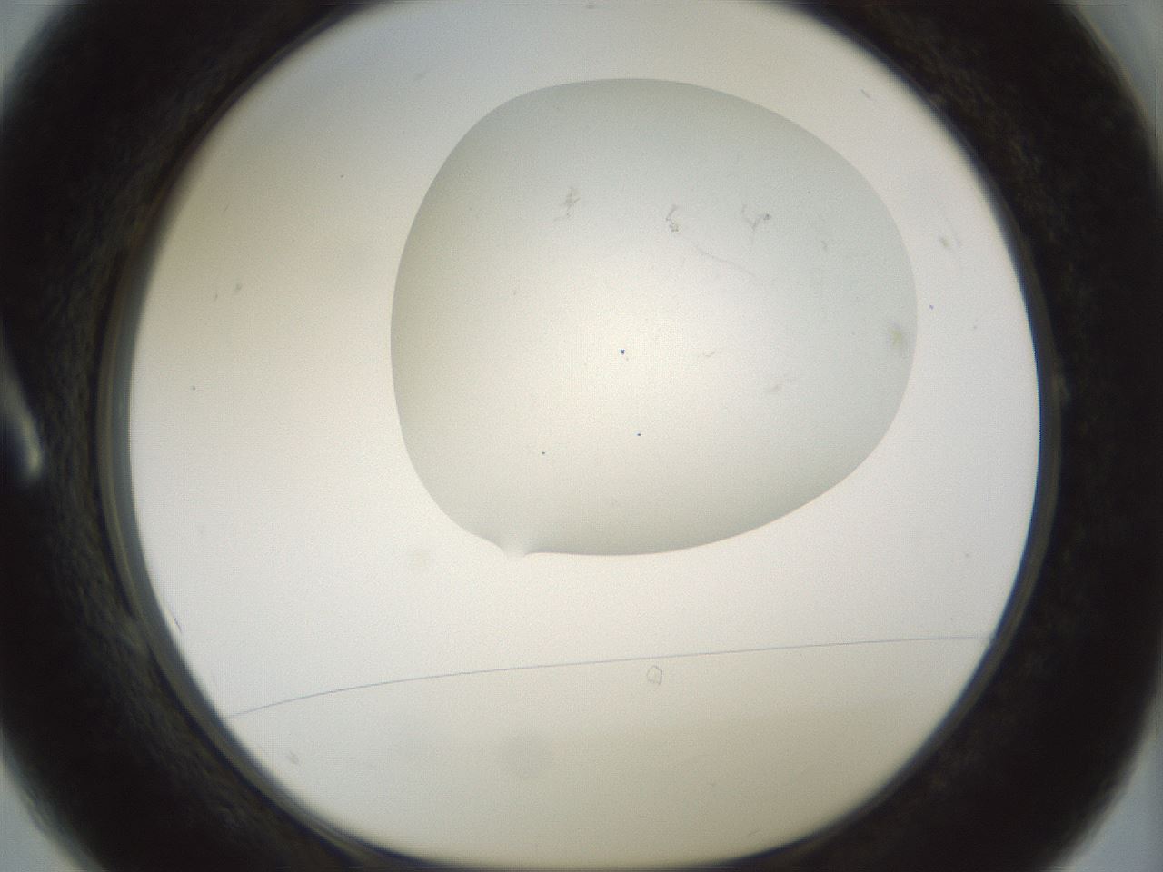 folderID198_plateID1198_batchID3489_wellNum1_profileID1_d1_r66079_ef.jpg