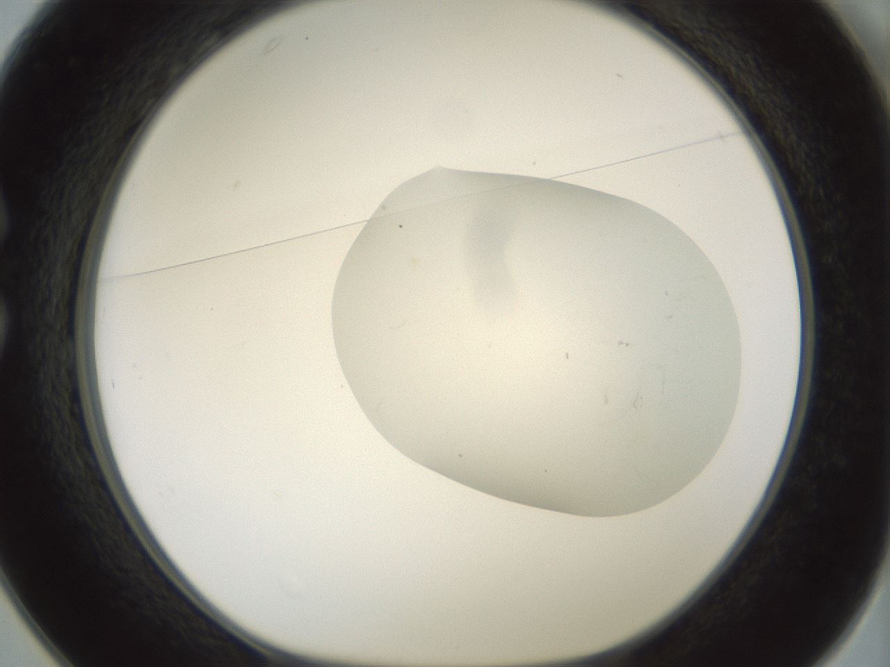 folderID198_plateID1198_batchID3489_wellNum25_profileID1_d1_r66103_ef.jpg