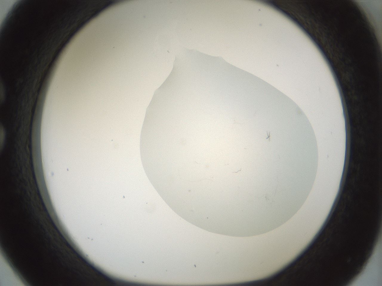 folderID198_plateID1198_batchID3489_wellNum26_profileID1_d1_r66104_ef.jpg
