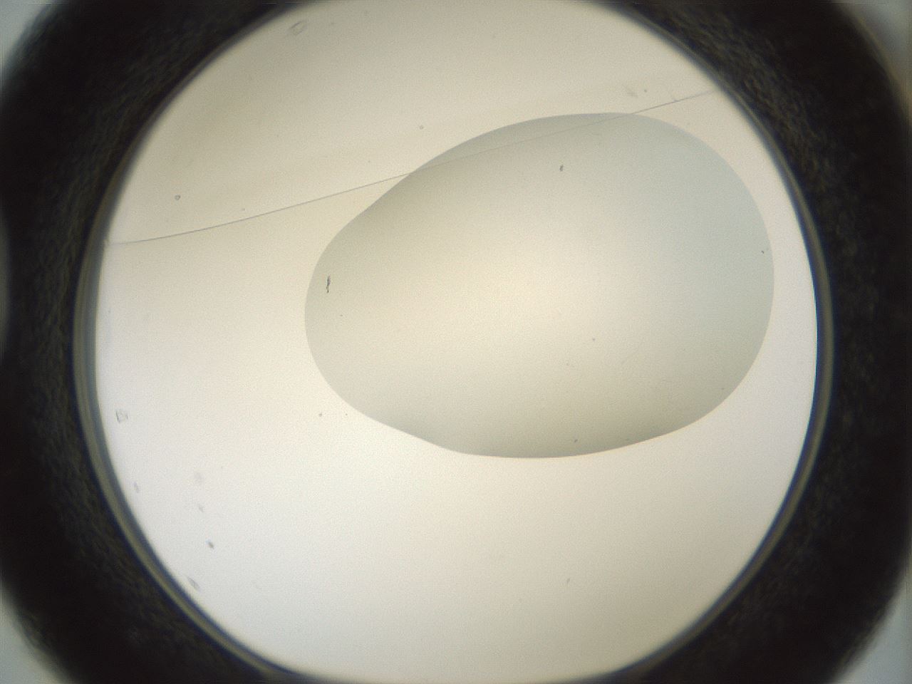 folderID198_plateID1198_batchID3489_wellNum37_profileID1_d1_r66115_ef.jpg