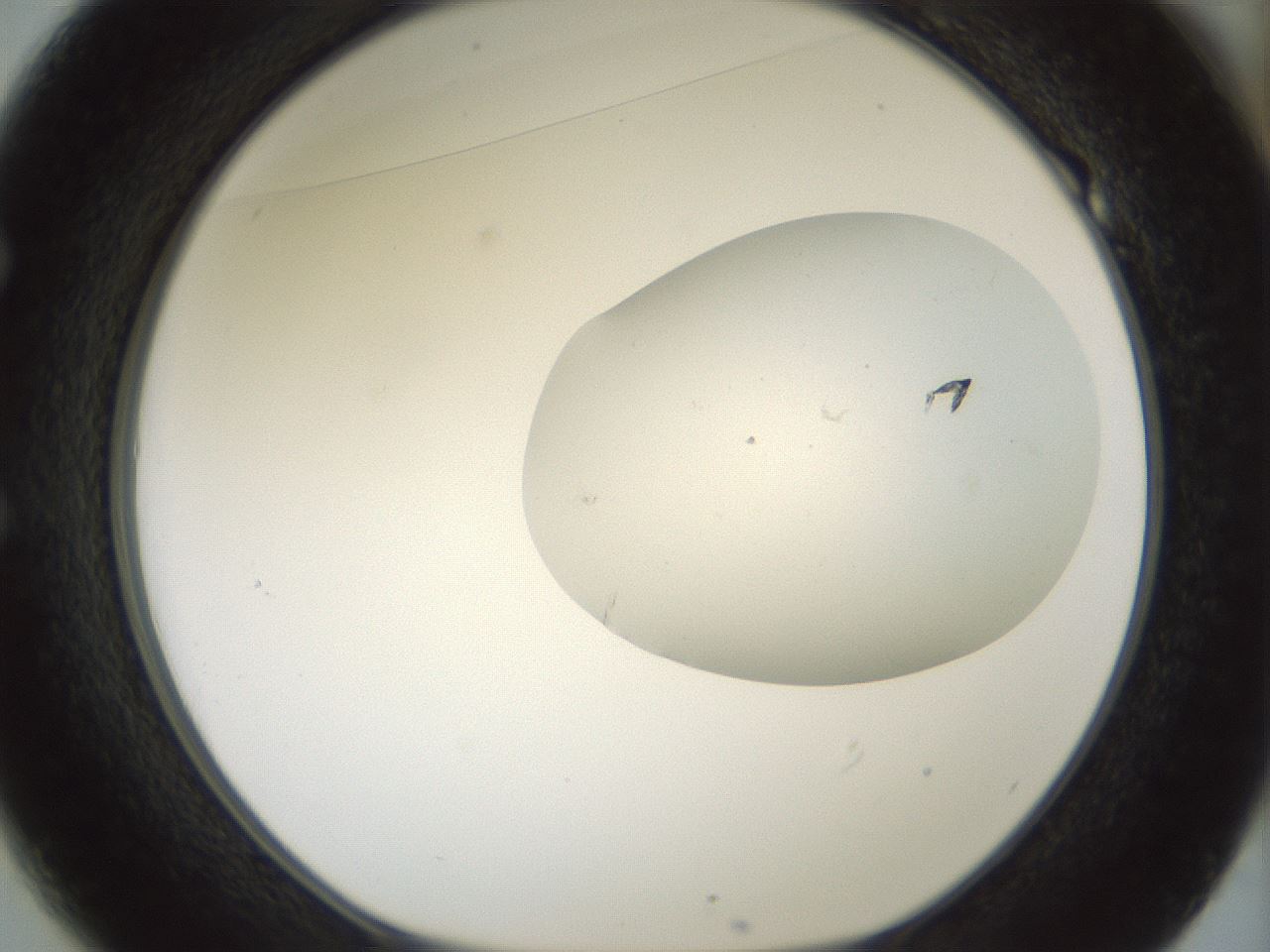 folderID198_plateID1198_batchID3489_wellNum49_profileID1_d1_r66127_ef.jpg