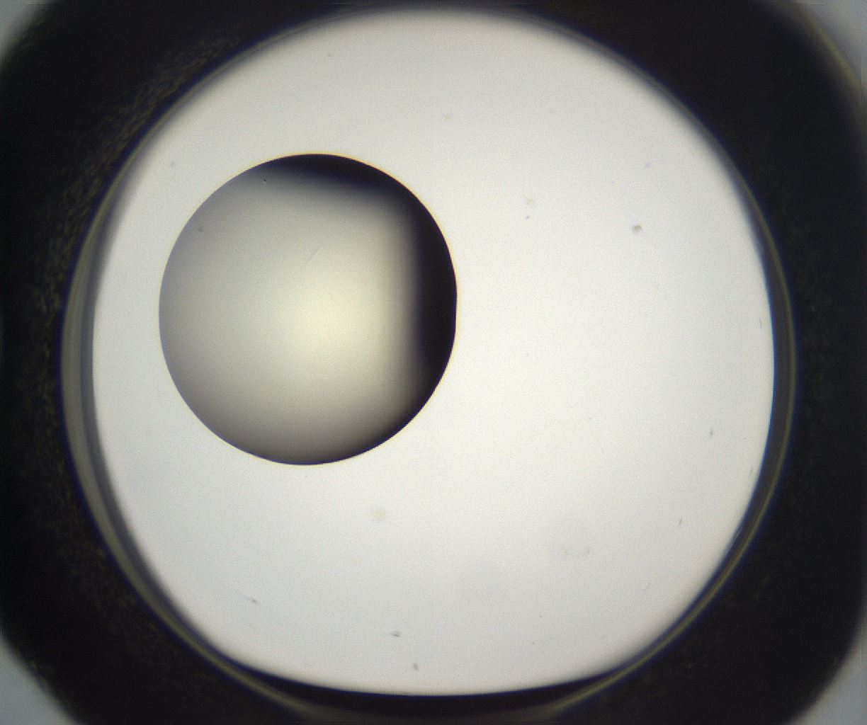 folderID197_plateID2197_batchID9967_wellNum76_profileID1_d1_r149154_ef.jpg