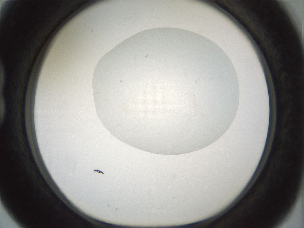 folderID198_plateID1198_batchID3489_wellNum15_profileID1_d1_r66093_ef.jpg