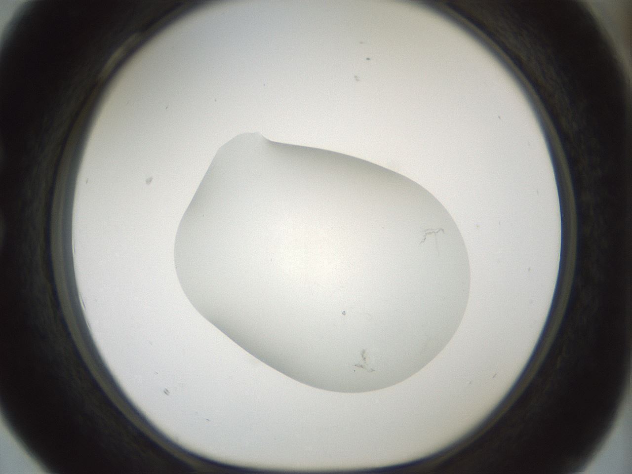 folderID198_plateID1198_batchID3489_wellNum28_profileID1_d1_r66106_ef.jpg