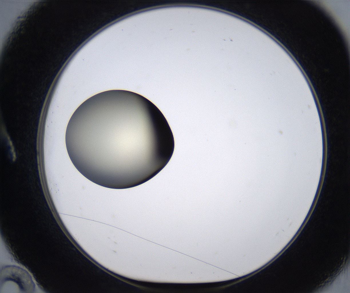 folderID198_plateID2198_batchID9966_wellNum10_profileID1_d1_r148992_ef.jpg