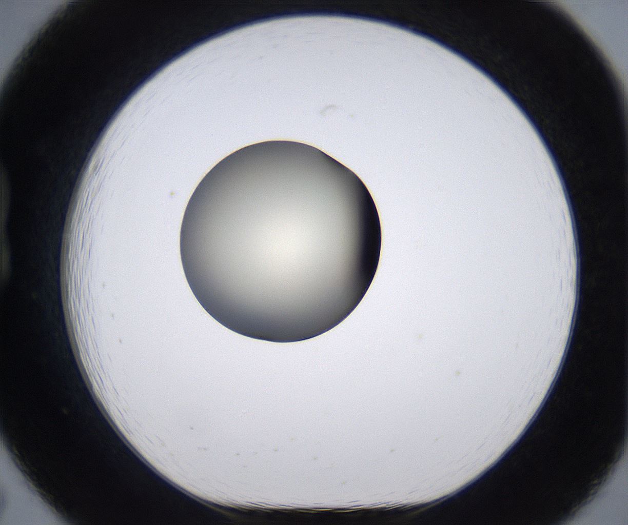 folderID198_plateID2198_batchID9966_wellNum19_profileID1_d1_r149001_ef.jpg