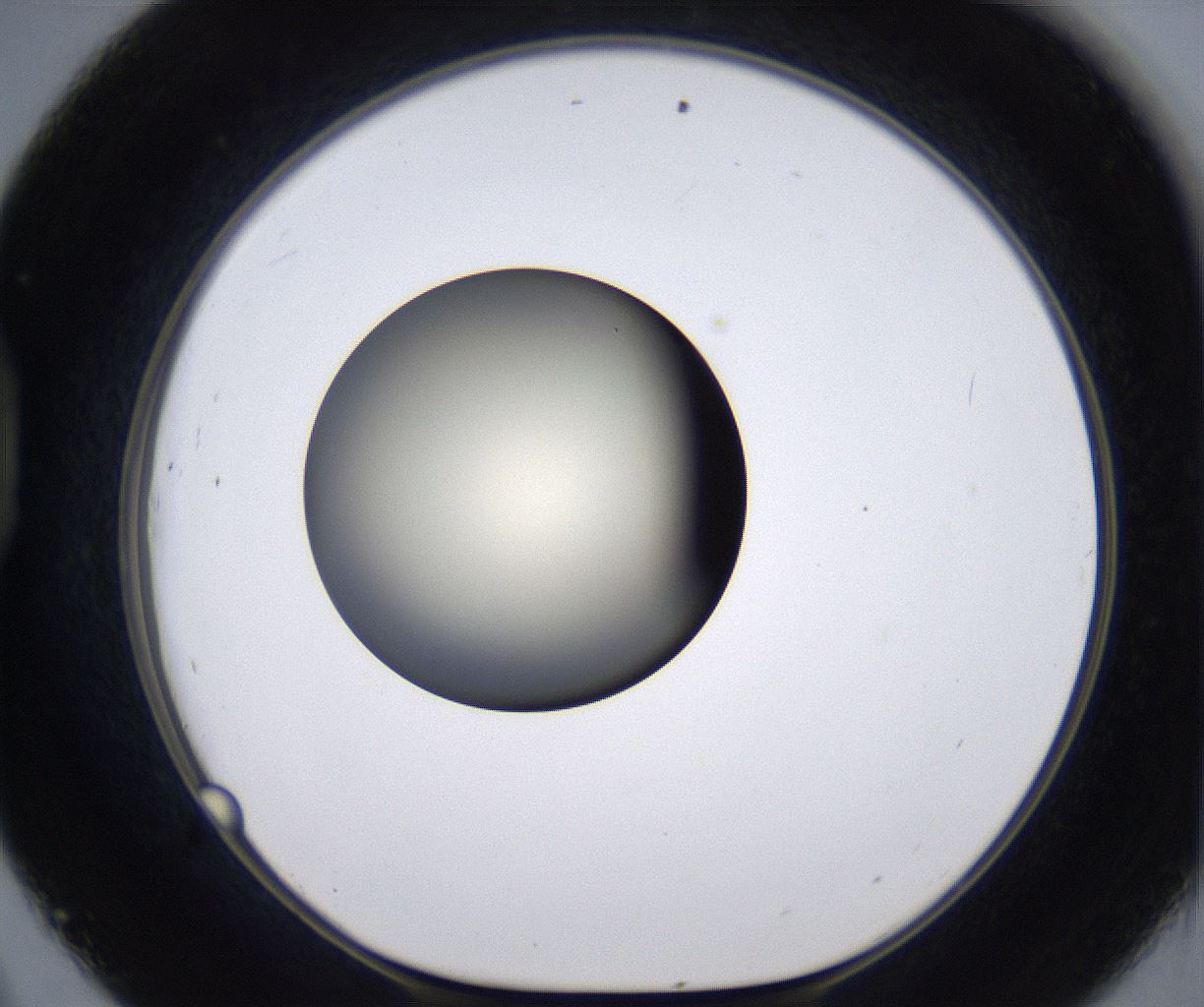folderID198_plateID2198_batchID9966_wellNum45_profileID1_d1_r149027_ef.jpg
