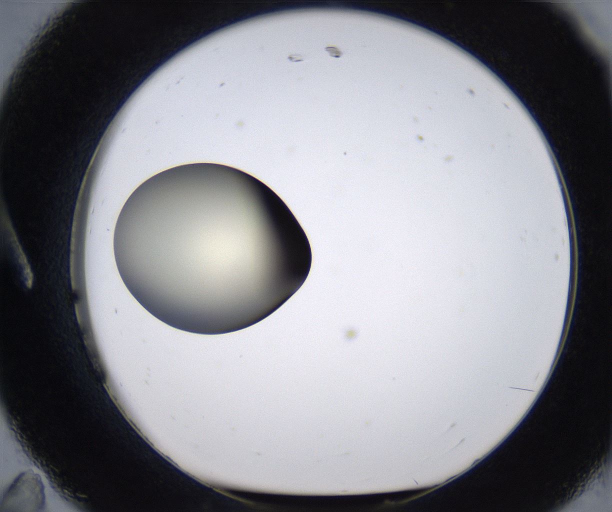 folderID198_plateID2198_batchID9966_wellNum11_profileID1_d1_r148993_ef.jpg