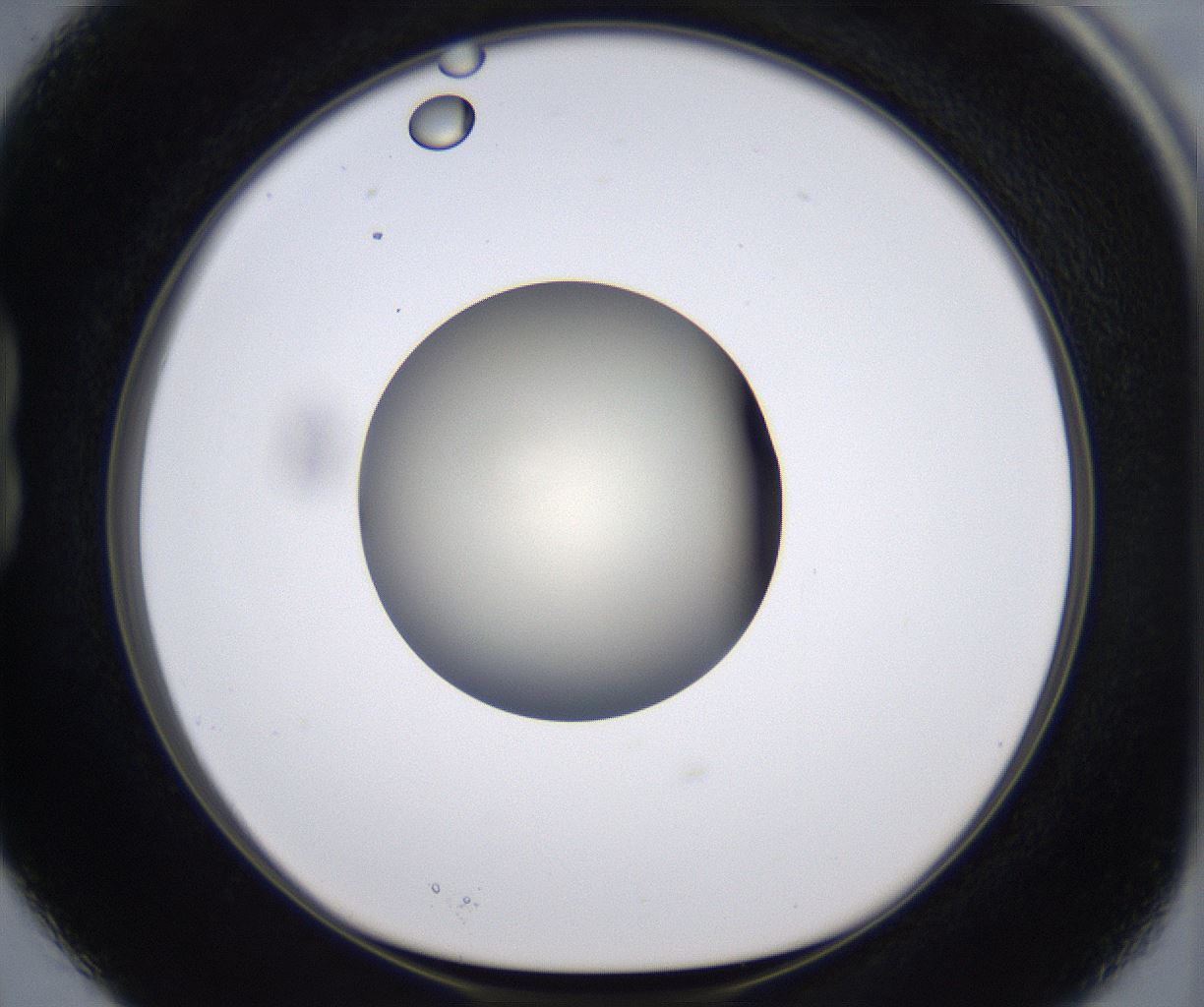 folderID198_plateID2198_batchID9966_wellNum15_profileID1_d1_r148997_ef.jpg