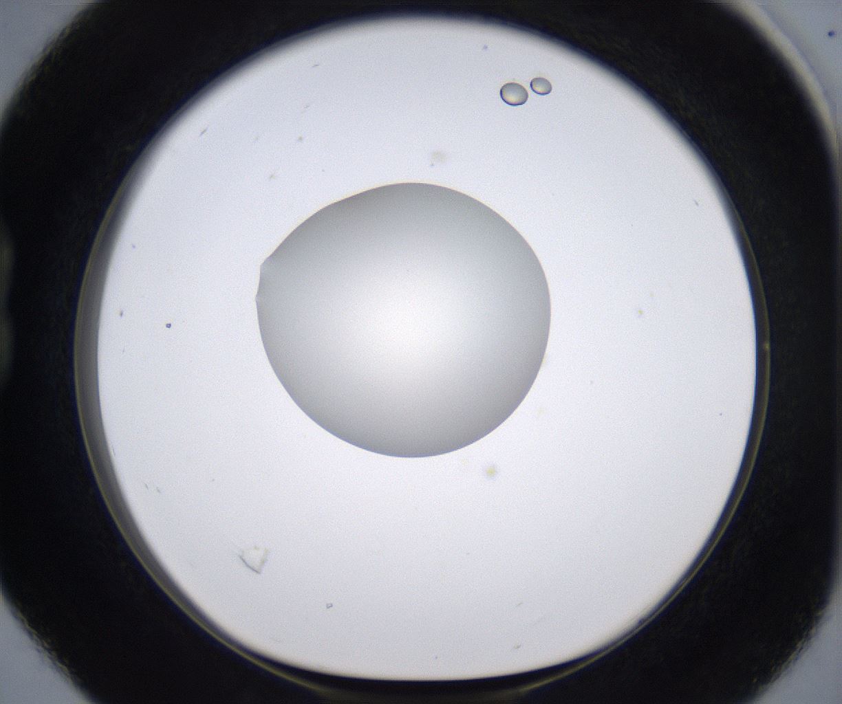 folderID198_plateID2198_batchID9966_wellNum16_profileID1_d1_r148998_ef.jpg