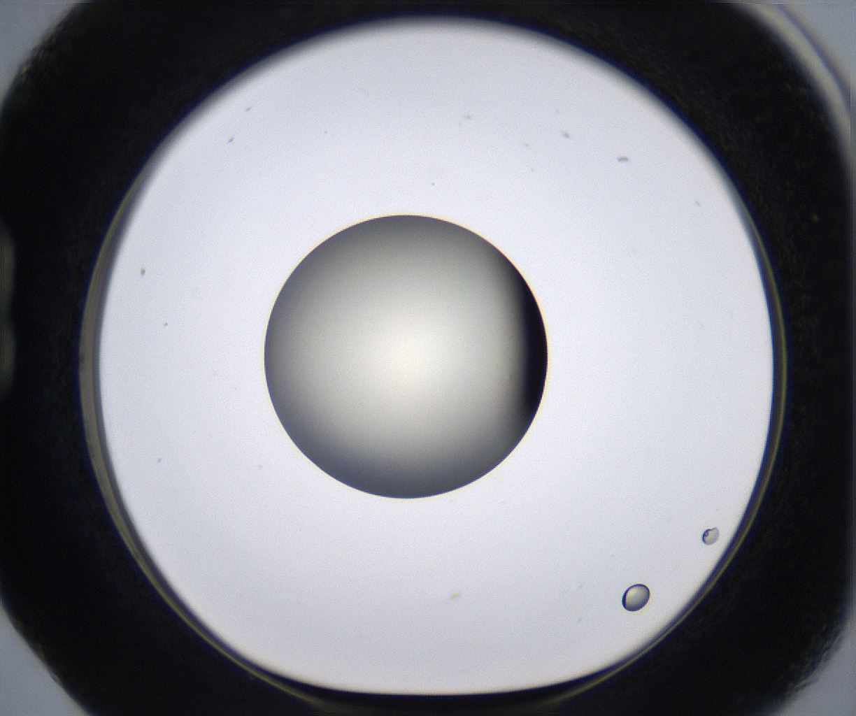 folderID198_plateID2198_batchID9966_wellNum17_profileID1_d1_r148999_ef.jpg