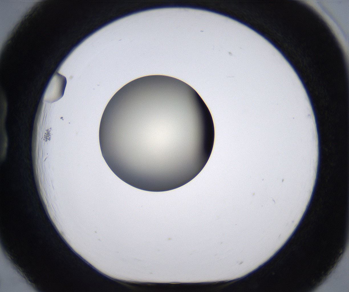 folderID198_plateID2198_batchID9966_wellNum18_profileID1_d1_r149000_ef.jpg