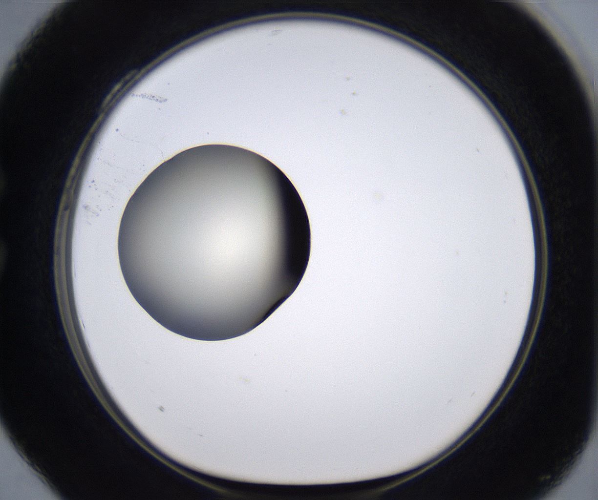 folderID198_plateID2198_batchID9966_wellNum28_profileID1_d1_r149010_ef.jpg