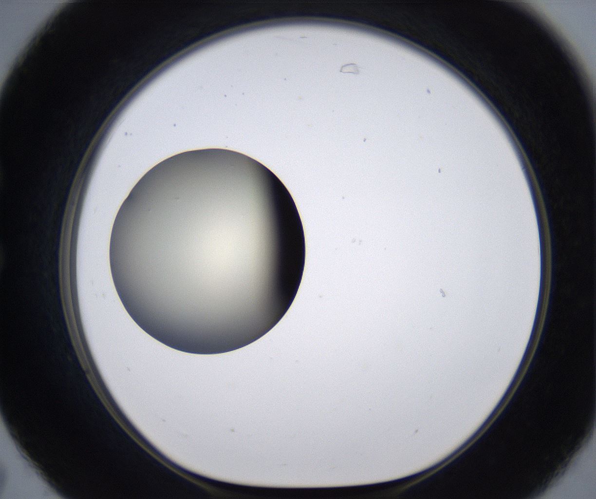 folderID198_plateID2198_batchID9966_wellNum31_profileID1_d1_r149013_ef.jpg