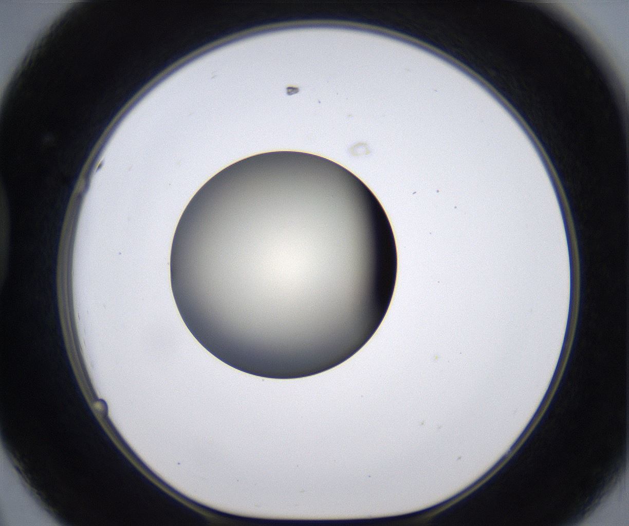 folderID198_plateID2198_batchID9966_wellNum44_profileID1_d1_r149026_ef.jpg