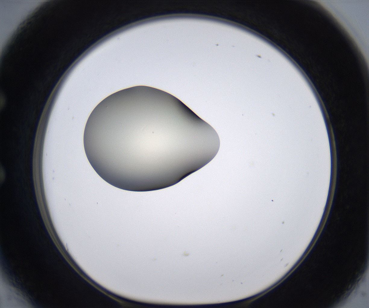 folderID198_plateID2198_batchID9966_wellNum54_profileID1_d1_r149036_ef.jpg