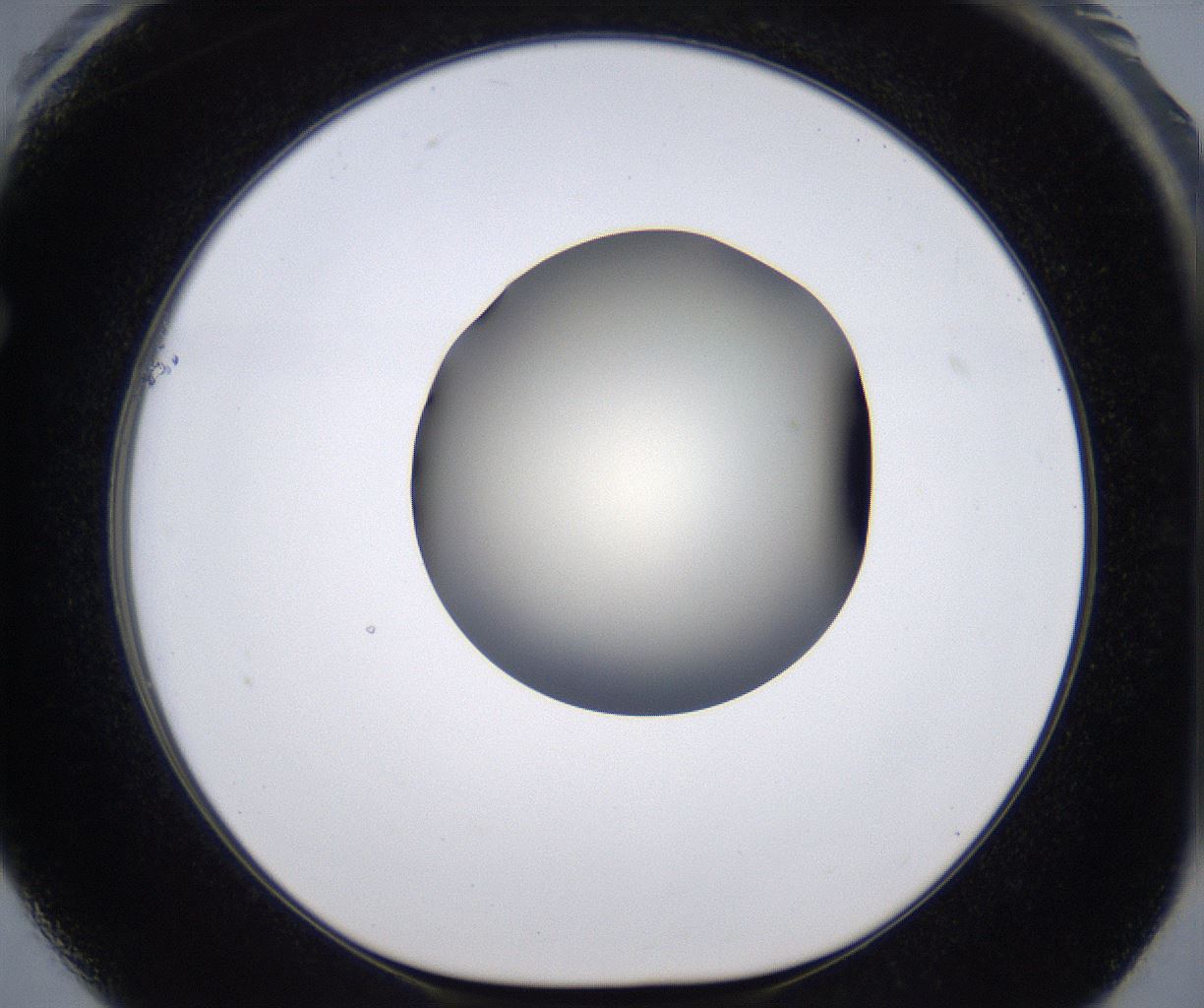 folderID198_plateID2198_batchID9966_wellNum61_profileID1_d1_r149043_ef.jpg