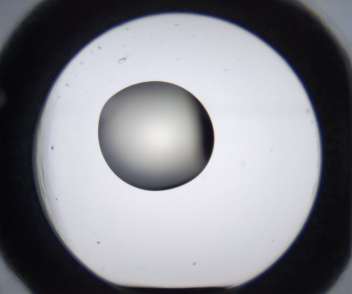 folderID198_plateID2198_batchID9966_wellNum66_profileID1_d1_r149048_ef.jpg