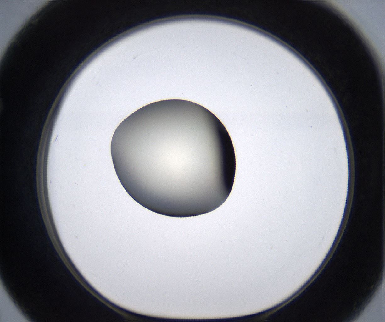 folderID198_plateID2198_batchID9966_wellNum67_profileID1_d1_r149049_ef.jpg