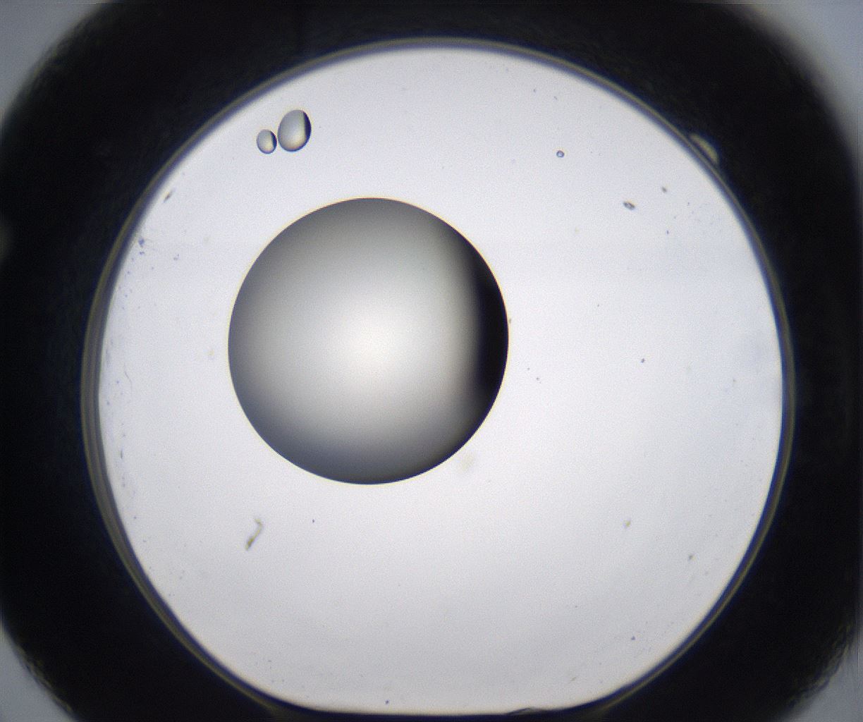folderID198_plateID2198_batchID9966_wellNum69_profileID1_d1_r149051_ef.jpg