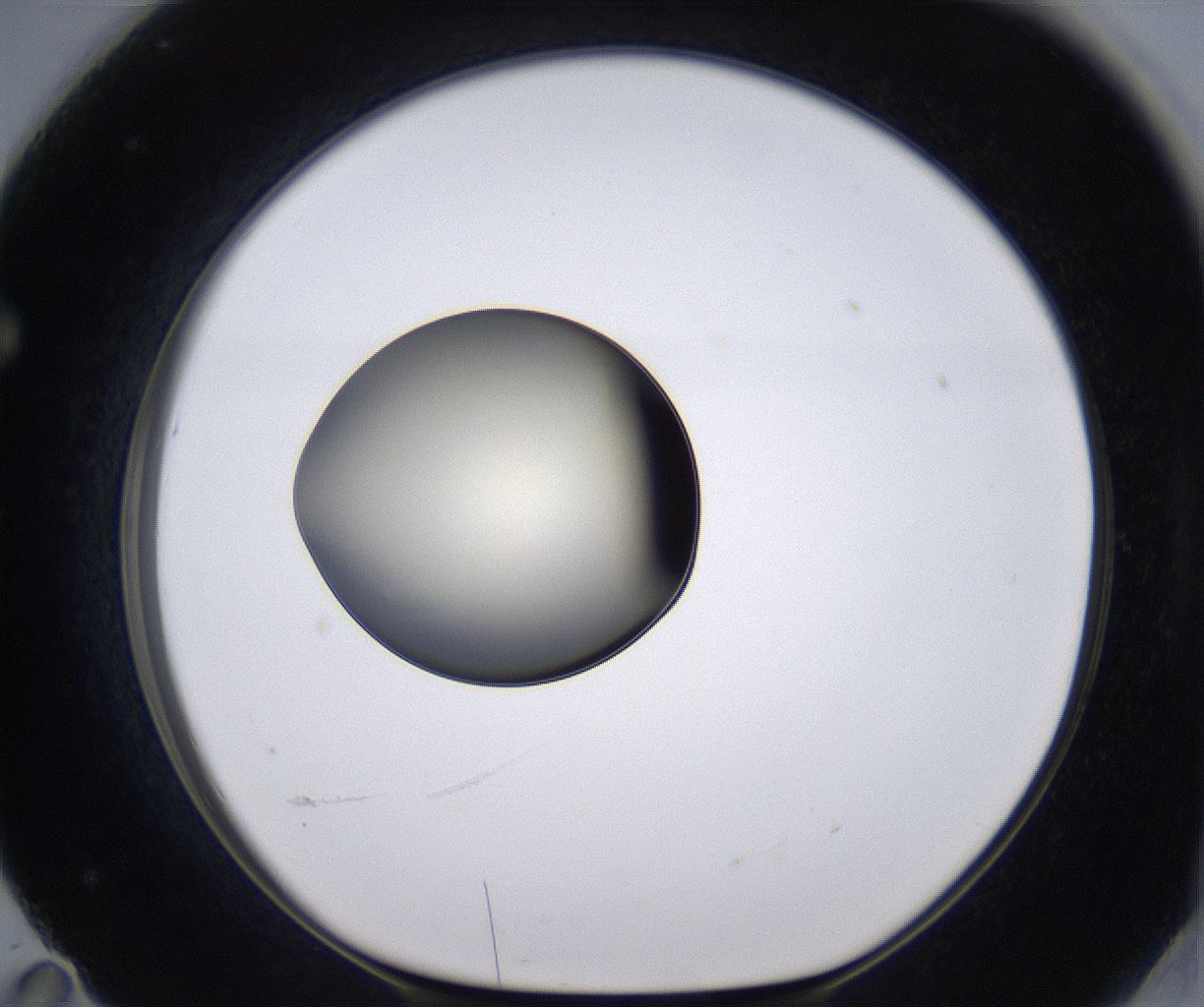 folderID198_plateID2198_batchID9966_wellNum71_profileID1_d1_r149053_ef.jpg