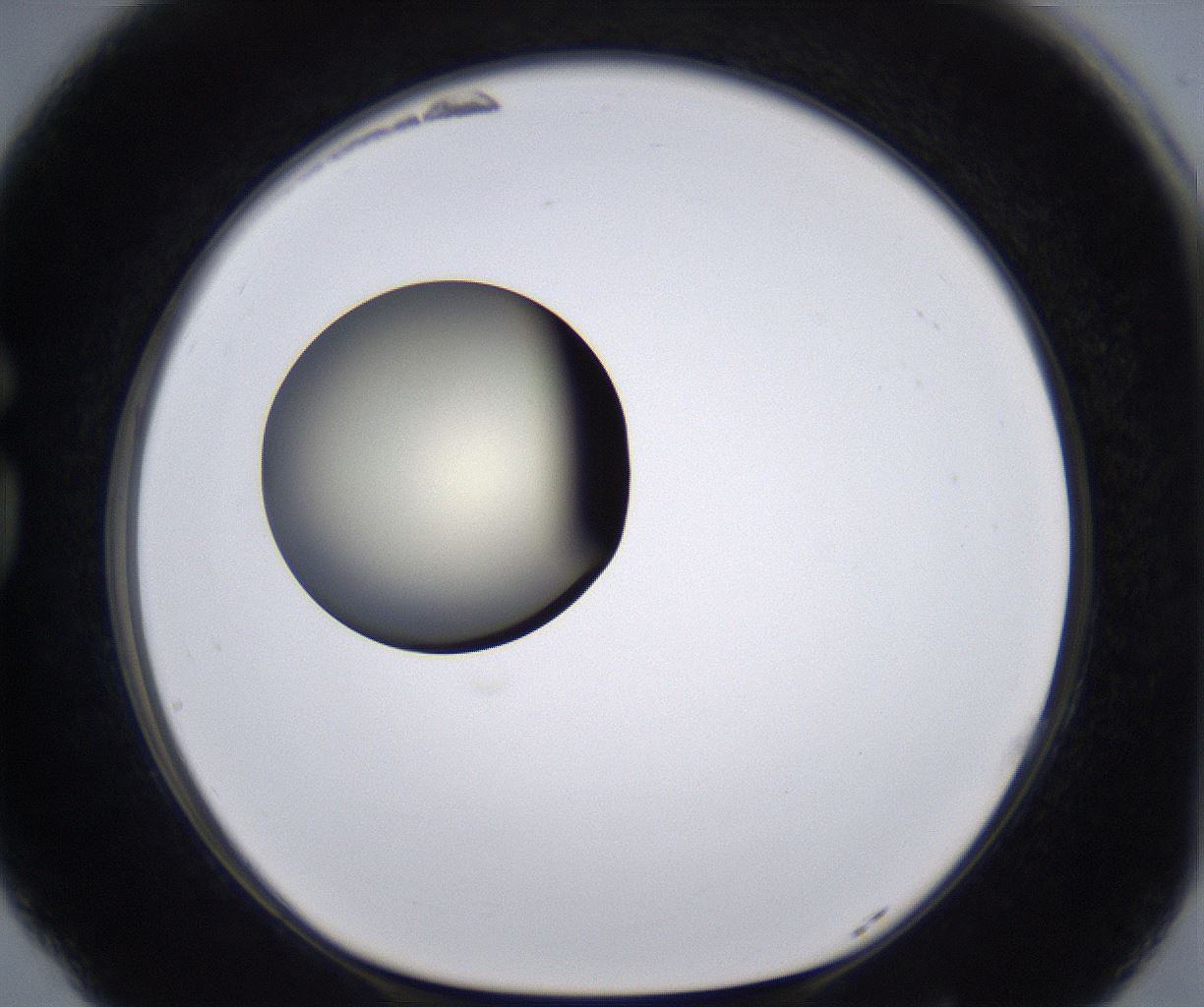 folderID198_plateID2198_batchID9966_wellNum77_profileID1_d1_r149059_ef.jpg