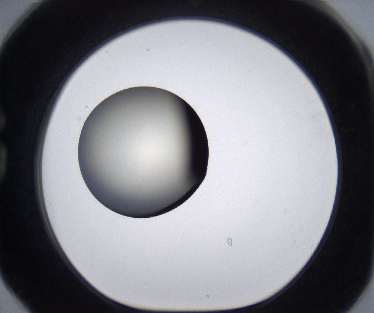 folderID198_plateID2198_batchID9966_wellNum78_profileID1_d1_r149060_ef.jpg