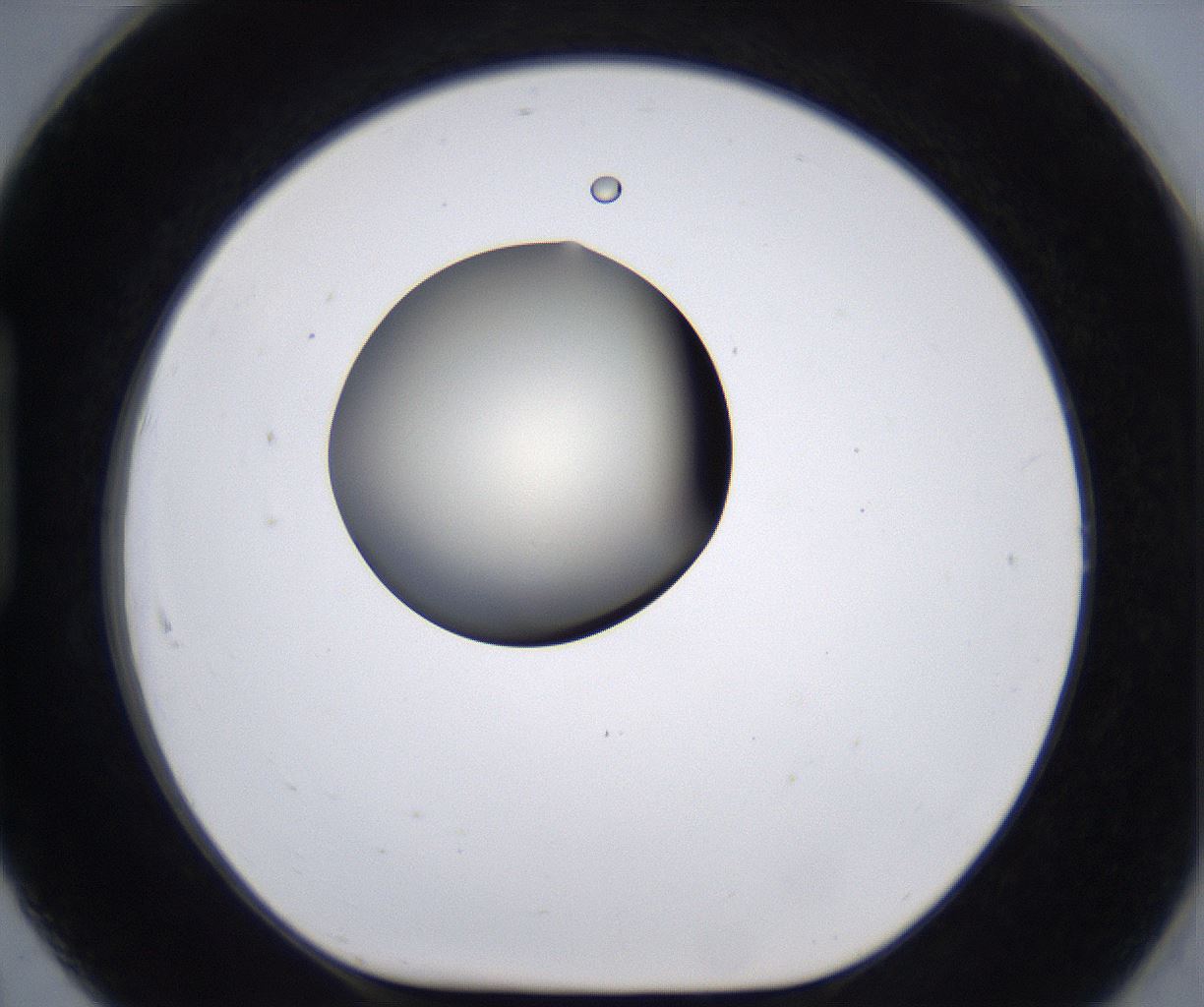 folderID198_plateID2198_batchID9966_wellNum91_profileID1_d1_r149073_ef.jpg