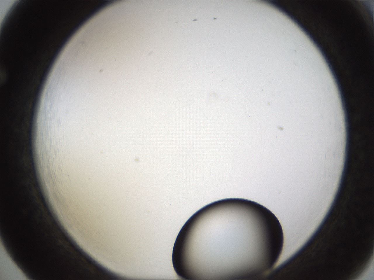 folderID199_plateID1199_batchID3487_wellNum65_profileID1_d1_r66239_ef.jpg