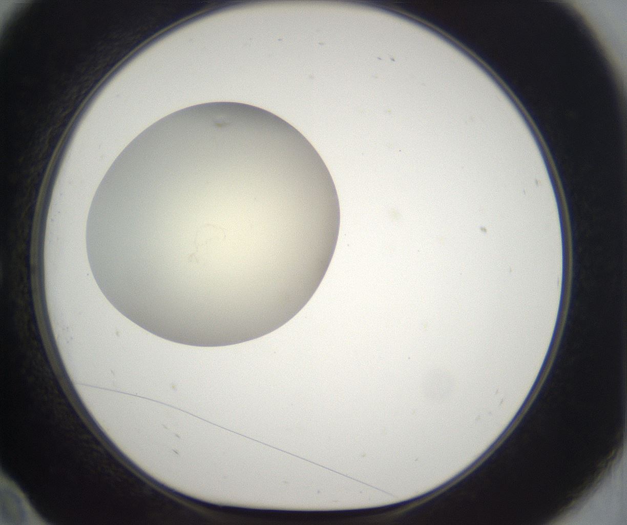 folderID199_plateID2199_batchID9972_wellNum10_profileID1_d1_r149280_ef.jpg