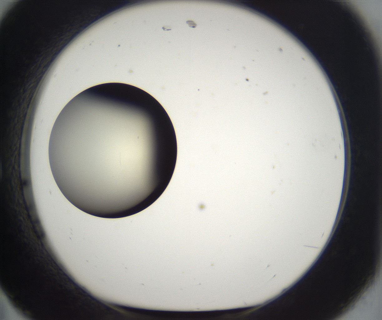 folderID199_plateID2199_batchID9972_wellNum11_profileID1_d1_r149281_ef.jpg