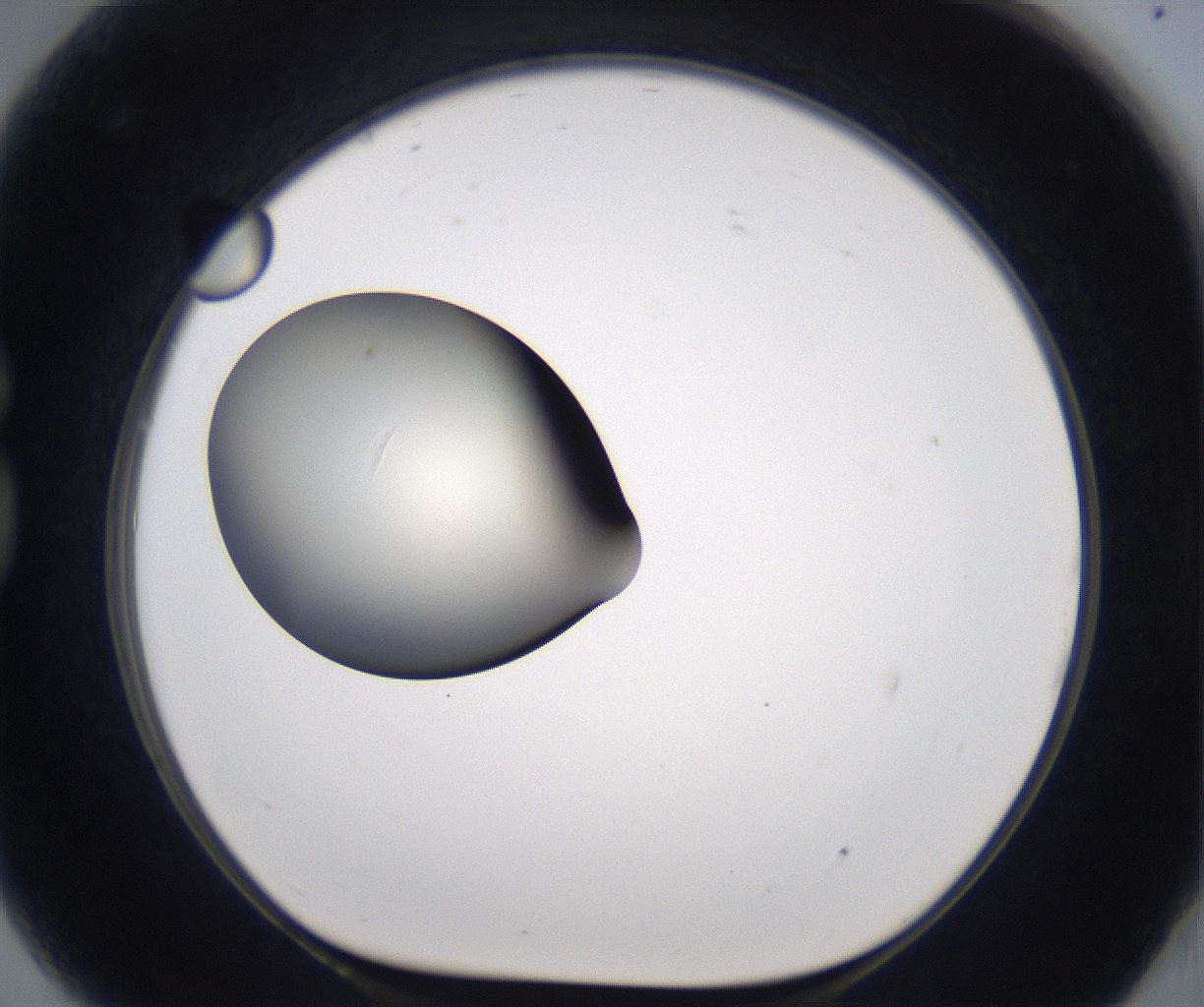folderID198_plateID2198_batchID9966_wellNum81_profileID1_d1_r149063_ef.jpg