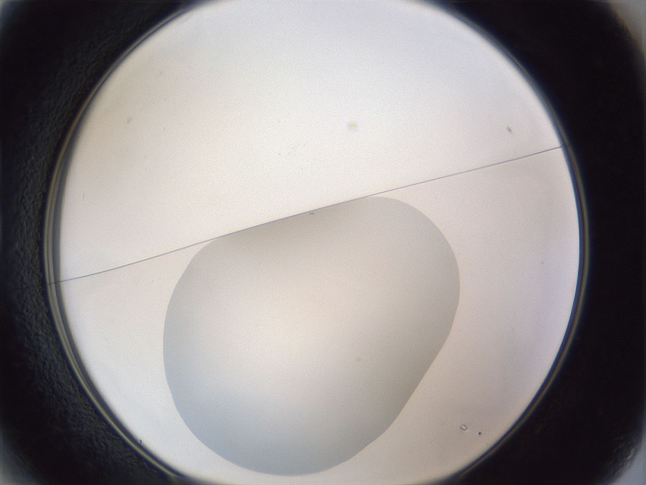 folderID19_plateID1019_batchID1884_wellNum13_profileID1_d1_r42800_ef.jpg