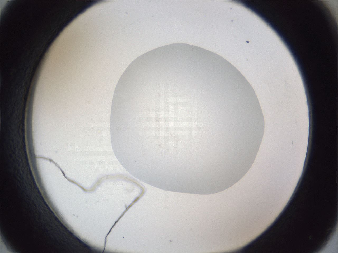 folderID19_plateID1019_batchID1884_wellNum26_profileID1_d1_r42813_ef.jpg