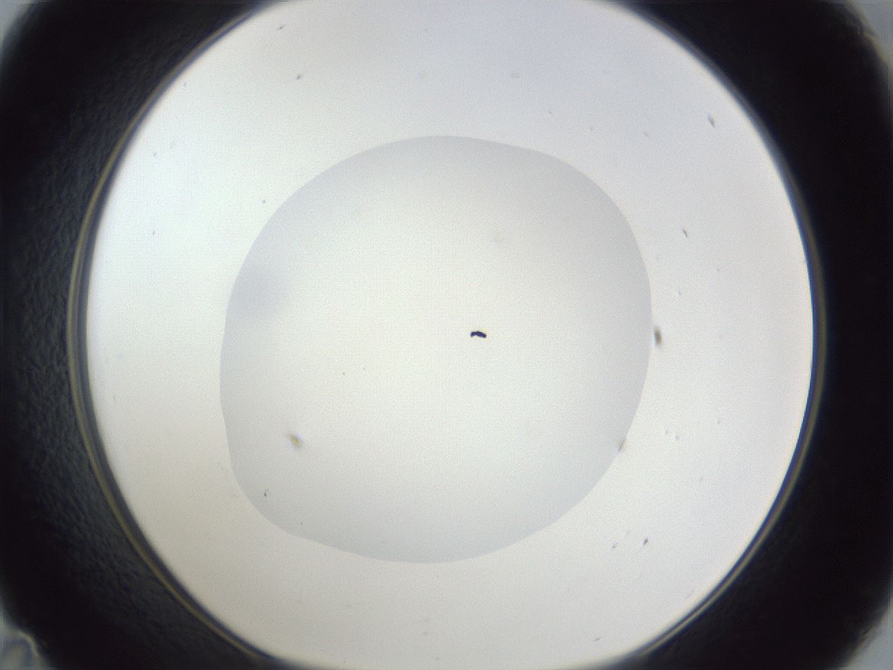 folderID19_plateID1019_batchID1884_wellNum35_profileID1_d1_r42822_ef.jpg