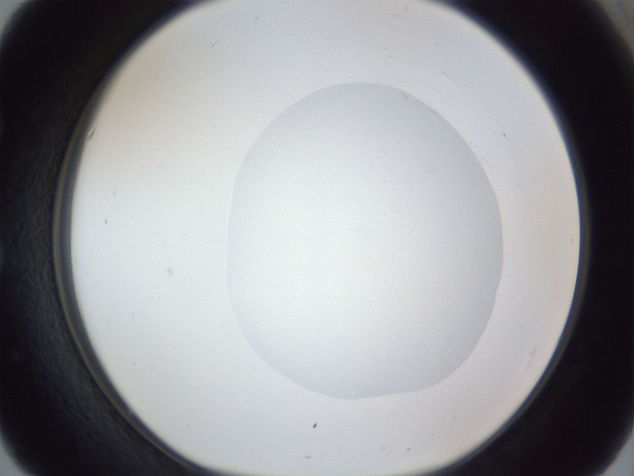 folderID19_plateID1019_batchID1884_wellNum51_profileID1_d1_r42838_ef.jpg
