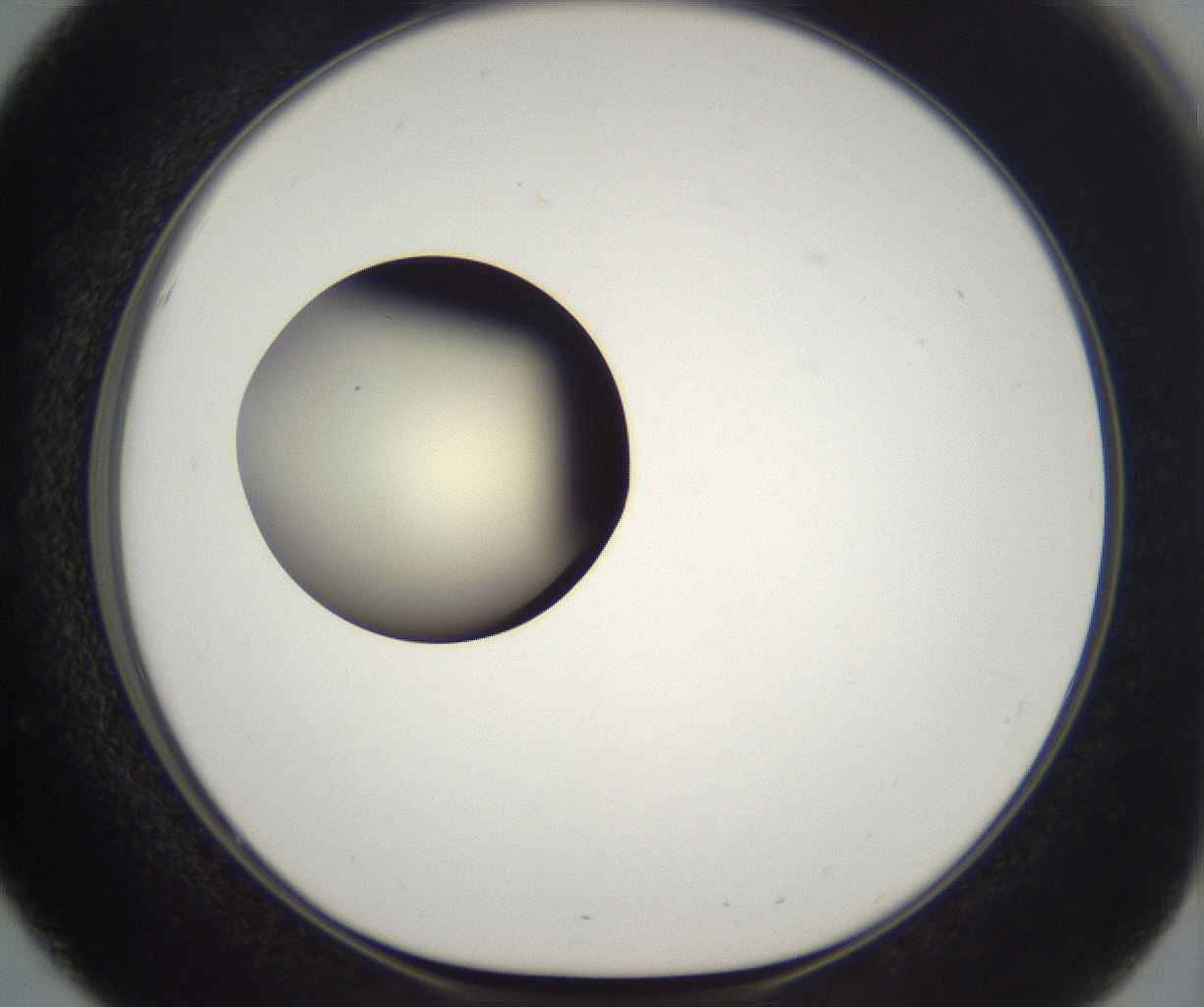 folderID199_plateID2199_batchID9972_wellNum51_profileID1_d1_r149321_ef.jpg